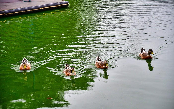 千葉公園内の綿打池を泳ぐ鳥